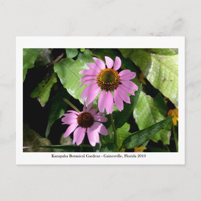 Kanapaha Gardens - Gainesville 2008 Postkarte (Vorderseite)