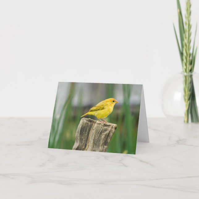 Kanarienvogel Karte (Vorderseite)