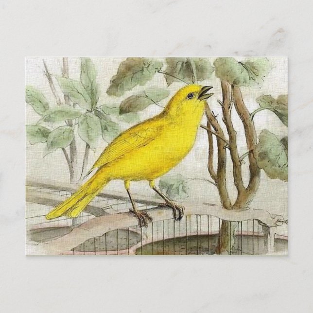 Kanarische Vintage Illustration Postkarte (Vorderseite)