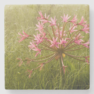 Kandelaber-Blume (Brunsvigia Radulosa) Steinuntersetzer