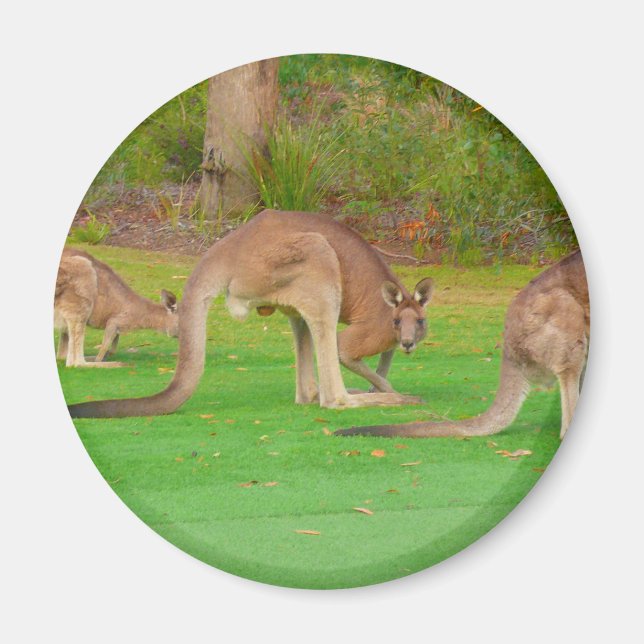 Kanga Magnet (Vorne)