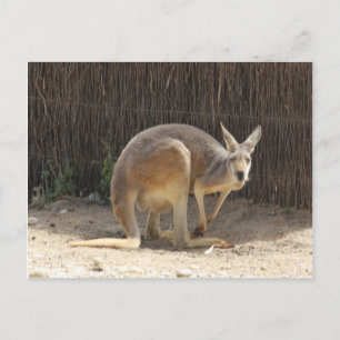 Kanga Postkarte