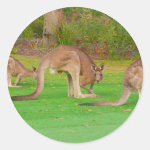 Kanga Runder Aufkleber