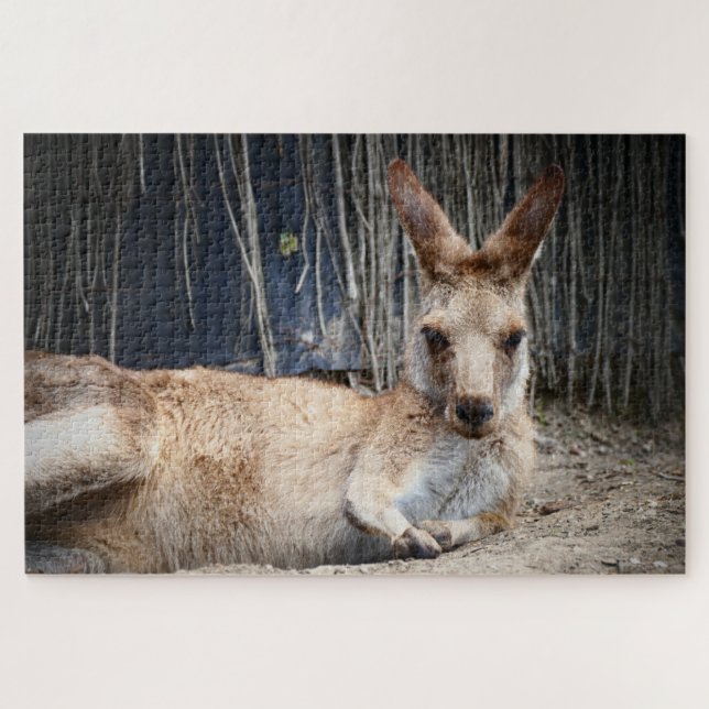 Kangaroo (Horizontal)