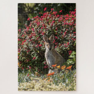 Kangaroo