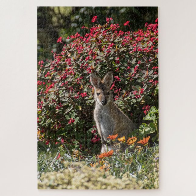 Kangaroo (Vertikal)