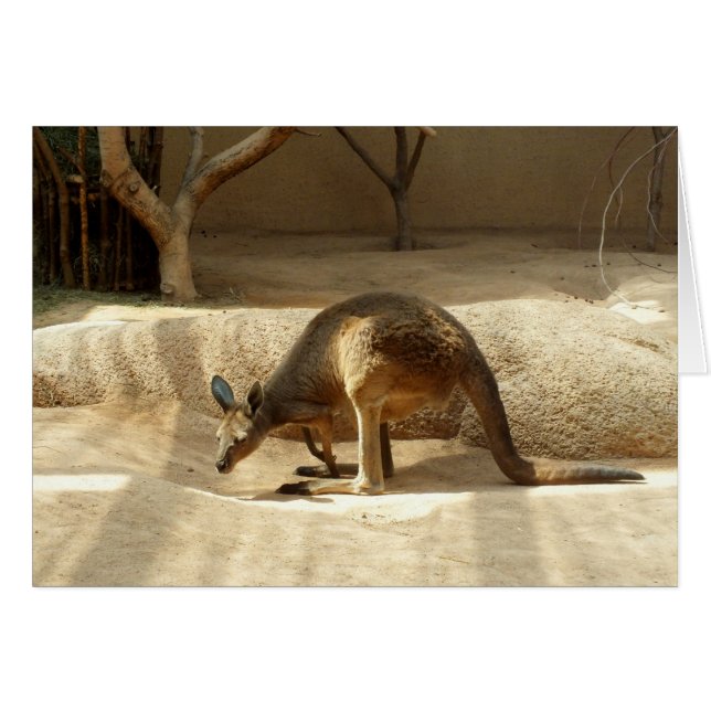 Kangaroo (Vorderseite (Horizontal))