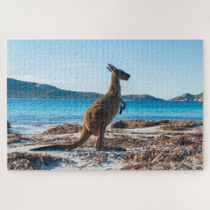 Kangaroo am Strand in Lucky Bay, 1014 Stück