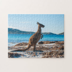 Kangaroo am Strand in Lucky Bay, 252 Stück
