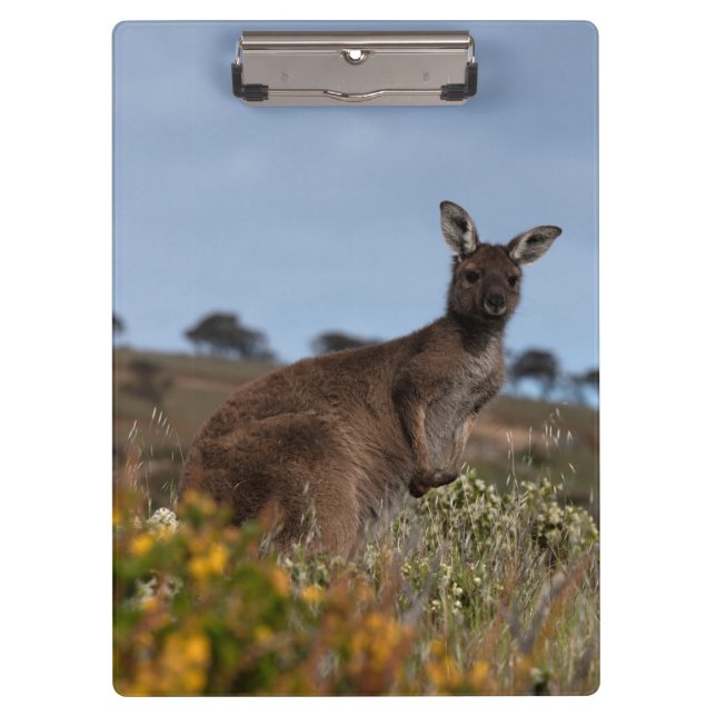 Kangaroo Australia Foto Klemmbrett (Vorderseite)