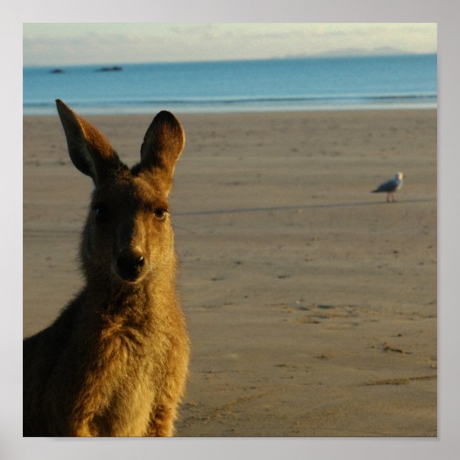 Kangaroo Foto Print Poster (Vorne)