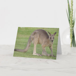 Kangaroo Grußkarte Karte