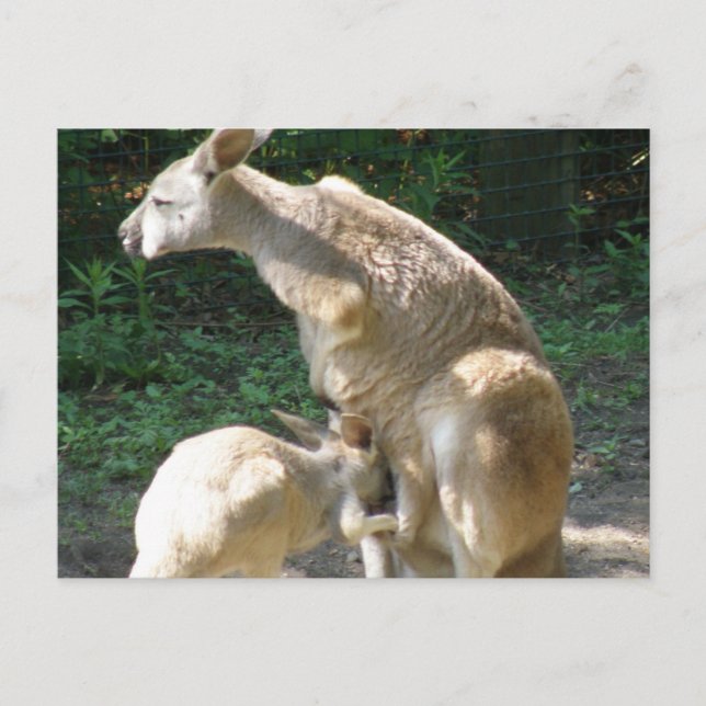 Kangaroo Joey Postcard Postkarte (Vorderseite)