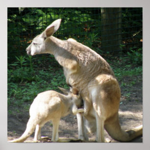 Kangaroo Joey Poster