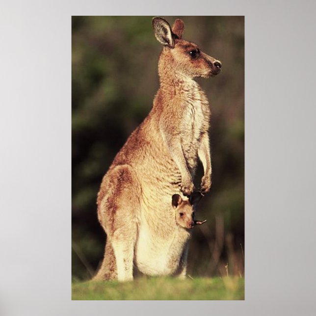 Kangaroo & Joey Poster (Vorne)