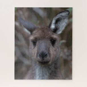 Kangaroo Joey Wildlife, 520 Stück