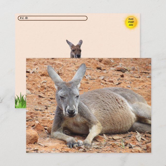 Kangaroo-Konfident Postkarte (Vorne/Hinten)