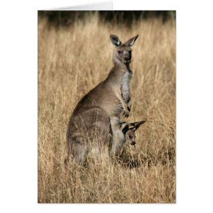 Kangaroo mit Baby Joey in Pouch