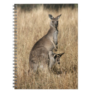Kangaroo mit Baby Joey in Pouch Notizblock