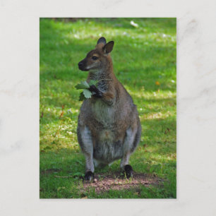 Kangaroo mit Eichen-Blätter Postkarte