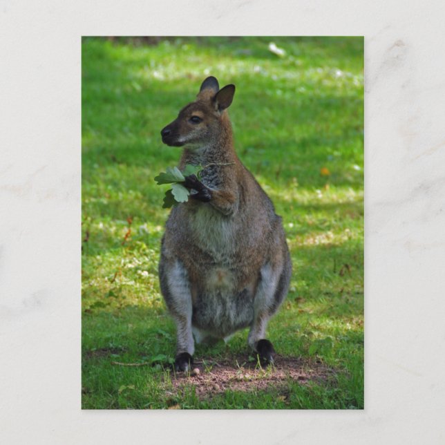 Kangaroo mit Eichen-Blätter Postkarte (Vorderseite)
