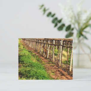 Kangaroo mit Joey in Grapevines, Postkarte