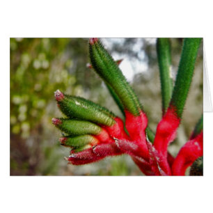 Kangaroo Paw en Perth, Australie