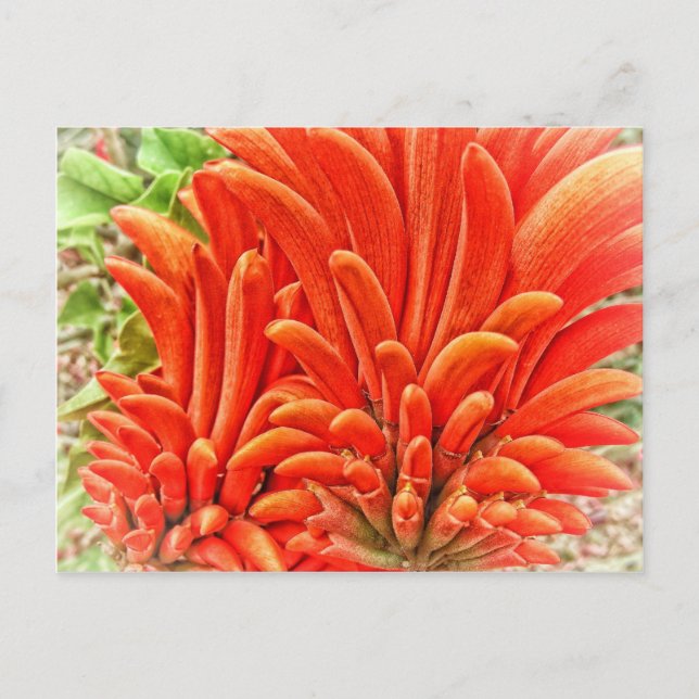 Kangaroo Paw Postkarte (Vorderseite)