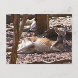 Kangaroo Picnic Postkarte
