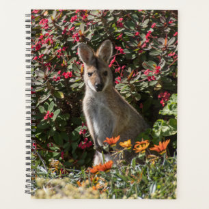 Kangaroo Planer