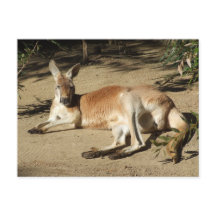 Kangaroo Postcard