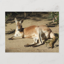 Kangaroo Postcard Postkarte