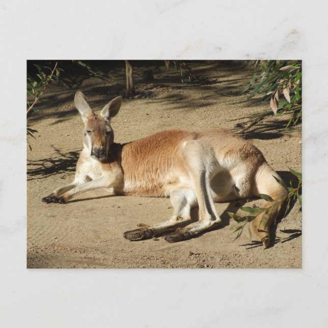 Kangaroo Postcard Postkarte (Vorderseite)