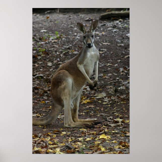 Kangaroo Poster (Vorne)