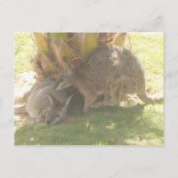 Kangaroo