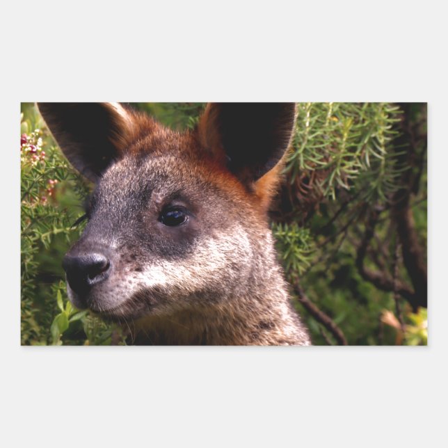 Kangaroo Rechteckiger Aufkleber (Vorderseite)