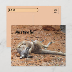 Kangaroo-Rolling / Playing Postkarte