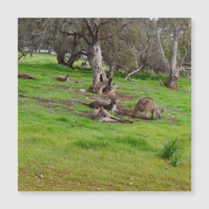 Kangaroo Siesta, Magnetkarte