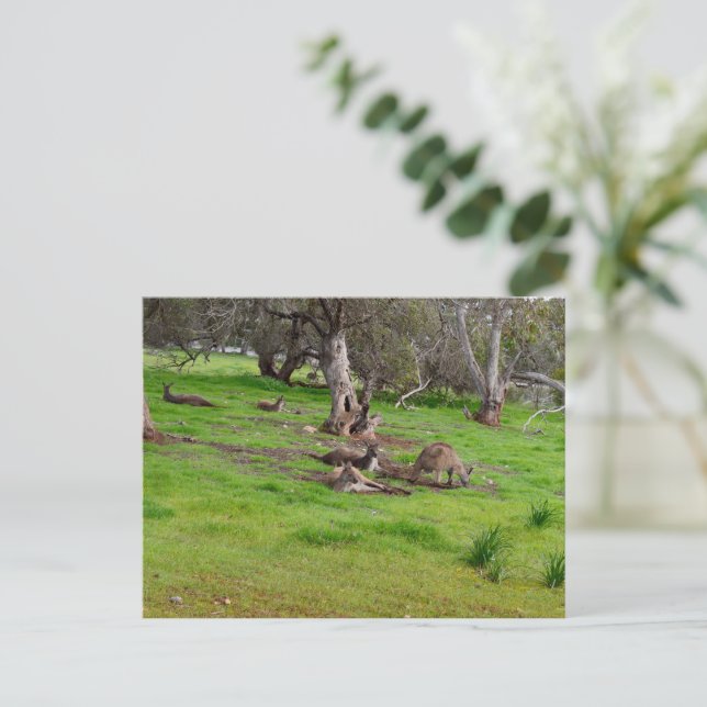 Kangaroo Siesta, Postkarte (Stehend Vorderseite)
