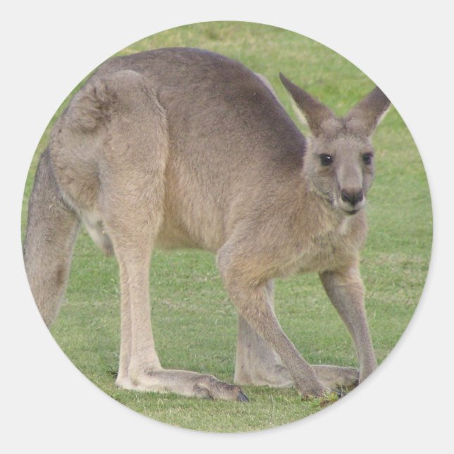 Kangaroo-Sticker Runder Aufkleber (Vorderseite)