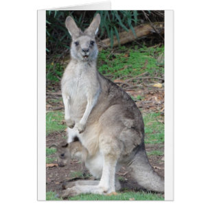 Kangaroo und Joey