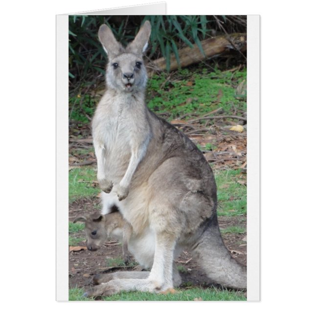 Kangaroo und Joey (Vorne)