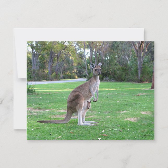 Kangaroo und Joey (Vorderseite)