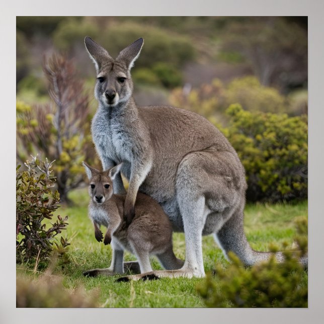 Kangaroo und Joey Poster (Vorne)