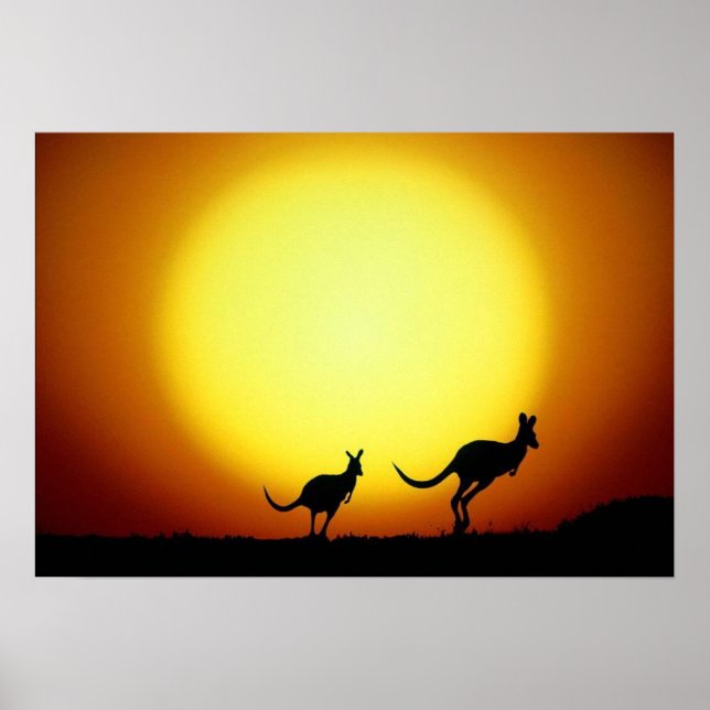Kangaroos im australischen Outback Poster (Vorne)