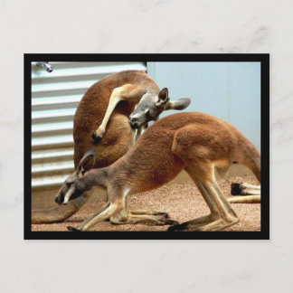 Kangaroos Postkarte