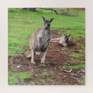 Kangaroos, was für ein Niedliches Paar,