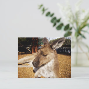 Kangourou au repos gros plan, Carte postale