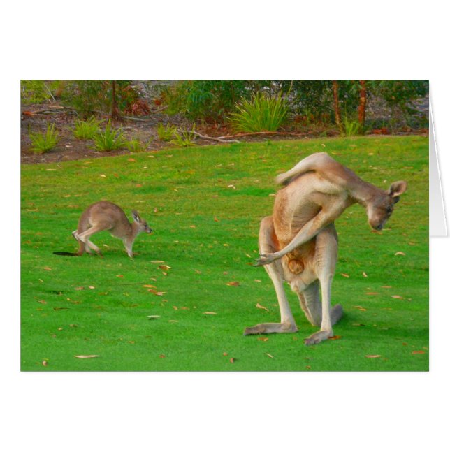 kangourou et joey (Devant horizontal)