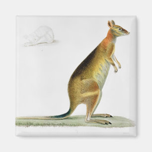 Känguru, graviert durch Coutant Magnet